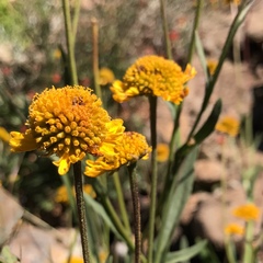 Helenium bigelovii