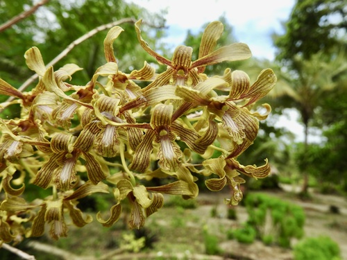 Dendrobium sylvanum observed 2024-05-29