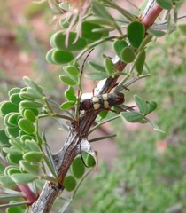 Aethecerinus latecinctus