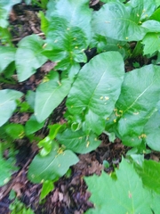 Cicerbita macrophylla uralensis