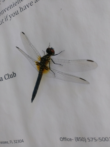 Pachydiplax longipennis image