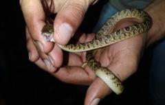 Leptodeira ashmeadii