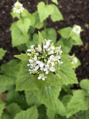 Alliaria petiolata