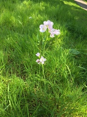 Cardamine pratensis