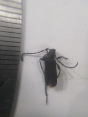 Ropalopus macropus
