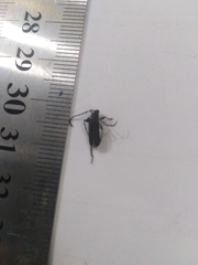 Ropalopus macropus