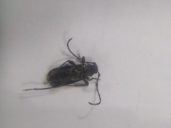 Ropalopus macropus