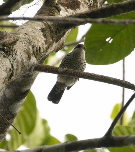 Vietnamese Cutia (Cutia legalleni), photo 6