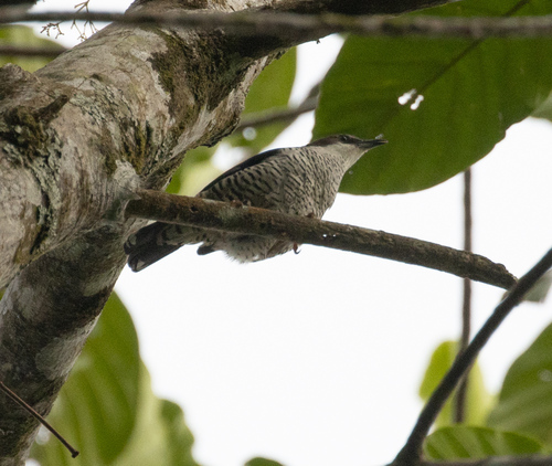Vietnamese Cutia (Cutia legalleni), photo 3