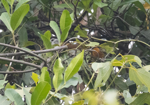 Black-headed Parrotbill (Paradoxornis margaritae), photo 10