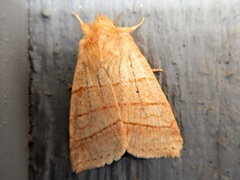 Pyreferra citrombra
