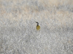 Sturnella magna lilianae