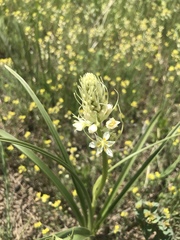 Toxicoscordion venenosum