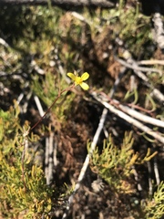 Osteospermum aciphyllum