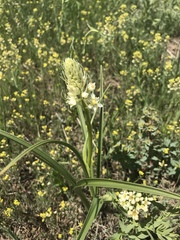 Toxicoscordion venenosum