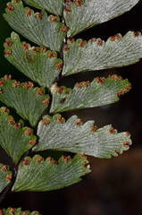 Adiantum fulvum