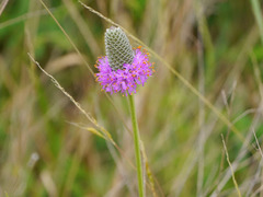 Dalea compacta