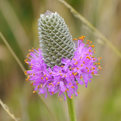 Dalea compacta