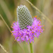 Compact Prairie Clover - Photo (c) Judith Ellen Lopez, some rights reserved (CC BY-NC)