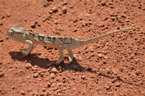 Chamaeleo gracilis gracilis