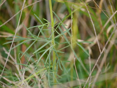 Dalea compacta