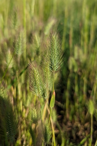 Hordeum marinum iNat (3)