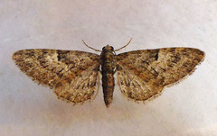 Eupithecia dodoneata