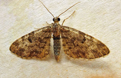 Eupithecia tantillaria