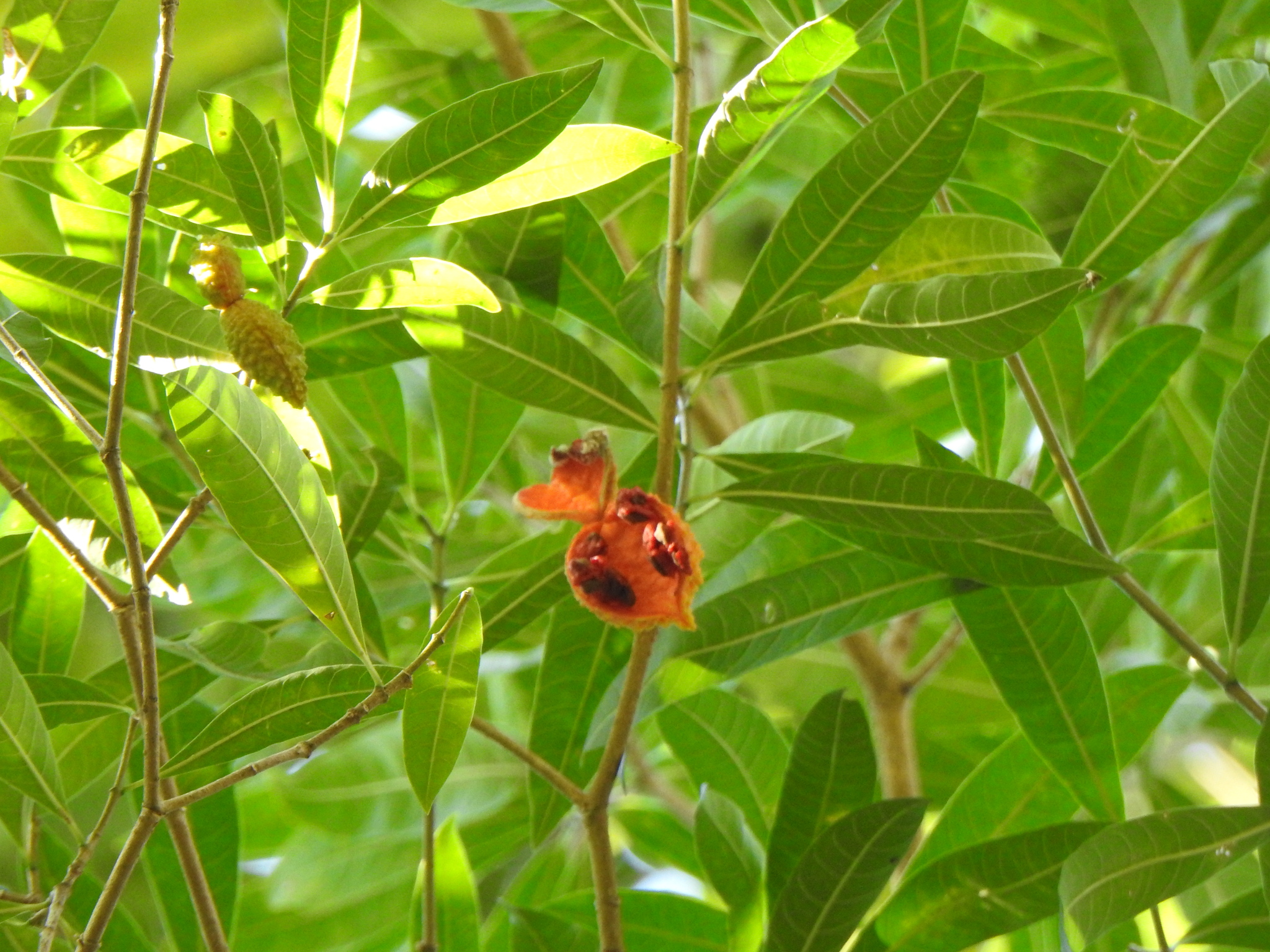 Tabernaemontana catharinensis