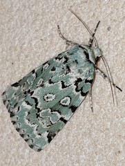 Bryolymnia viridata