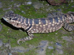 Stenocercus marmoratus