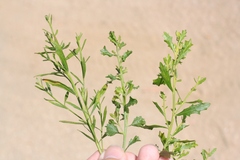 Baccharis sarothroides × pilularis