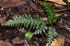 Adiantum fulvum