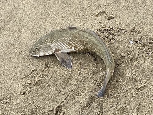 California corbina (Menticirrhus undulatus) — Sciaenidae — 3