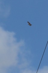 Buteo solitarius