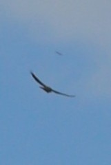 Buteo solitarius