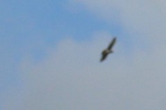 Buteo solitarius