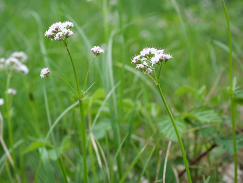 Marsh valerian (Valeriana dioica)
