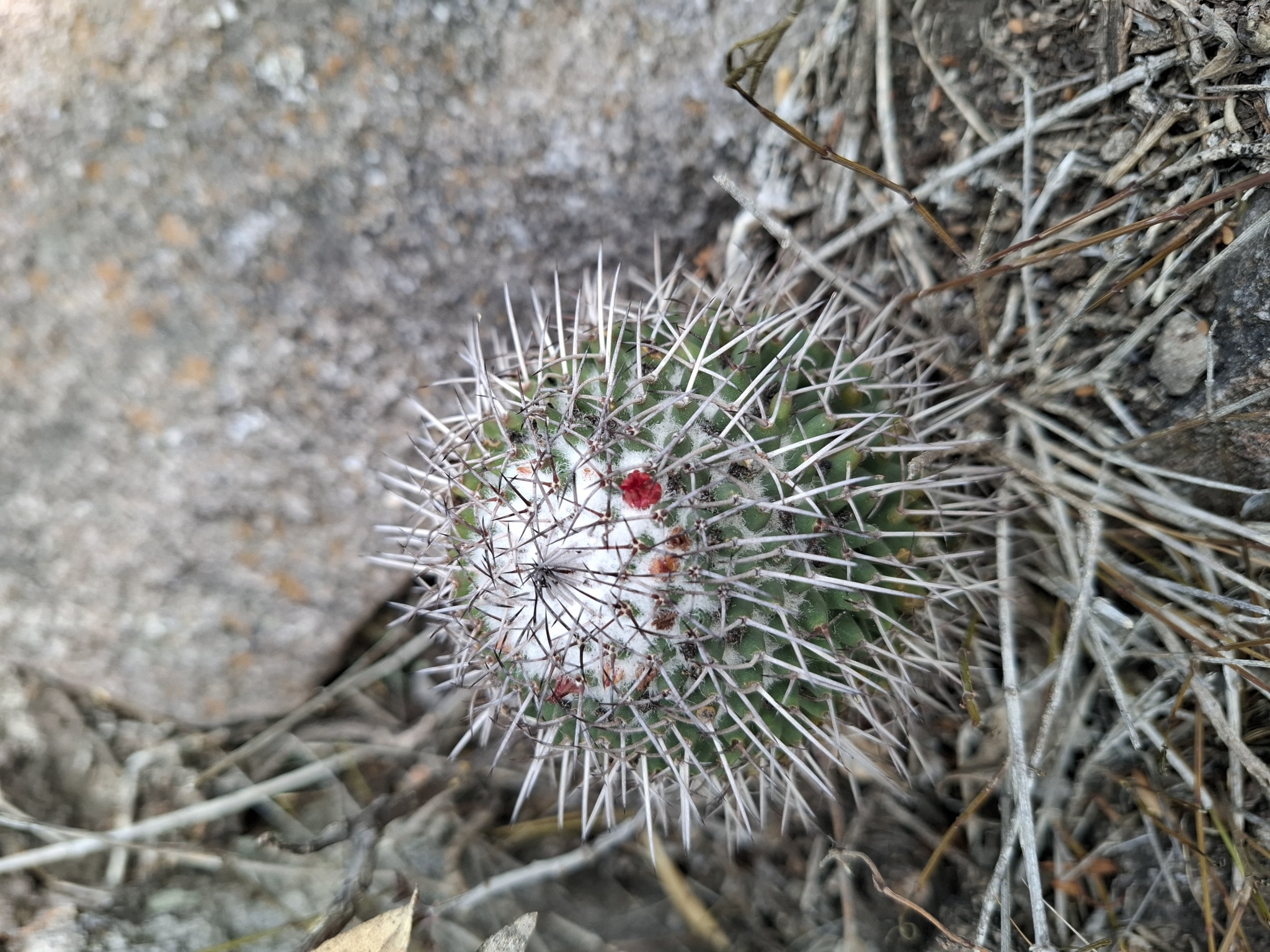 Imagem de Mammillaria polythele é conhecida como "cacto-mamilo"