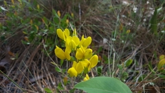 Baptisia cinerea