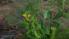 Baptisia cinerea