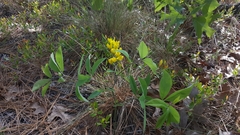 Baptisia cinerea