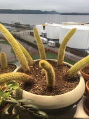 Cleistocactus winteri