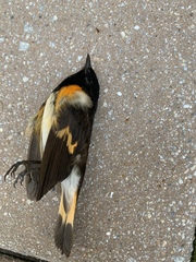 Setophaga ruticilla