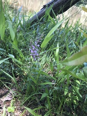Lupinus perennis