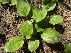 Hosta yingeri