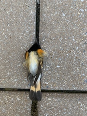Setophaga ruticilla