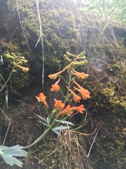 Delphinium nudicaule