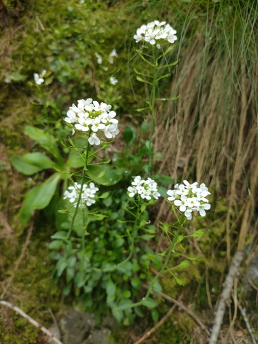 Noccaea sylvia