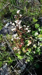 Micranthes californica